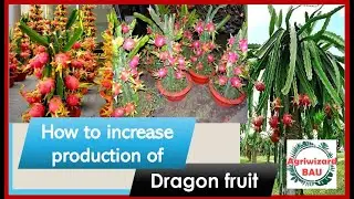 How to increase production of dragon fruit