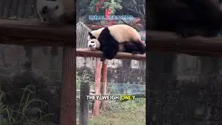 This Panda&rsquo;s Struggle is So Relatable!