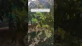 Bruno's Guava Plucking #shortsviral#shorts