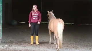 Meet Our Pony Finals Horse! Day 254 (09/13/20)