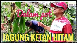 Jagung ketan hitam | Tanam dalam pot
