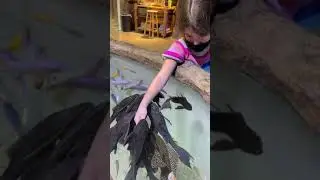 Big Pleco Fishes #shorts #animallover #fish #animaladdicts #fishes #pleco #plecofish #birdlovers