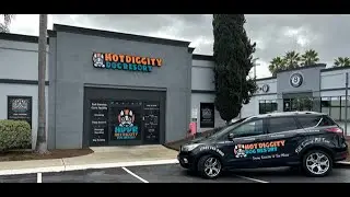 Best Overnight Dog Boarding Video