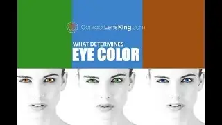 What Determines Eye Color