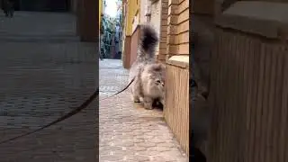Siberian Cat Exploring the Streets of Spain