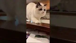 He thought he was a Ninja... until the fruit bowl attacked! #family #cat