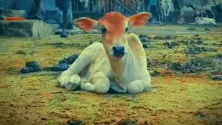 #cow #jitumarndi143 #animals #cowlover #cowlover