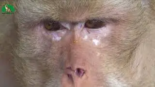 Awesome Monkey Daily Life - Wow Nice Extreme Close Up Shot Of Monkey