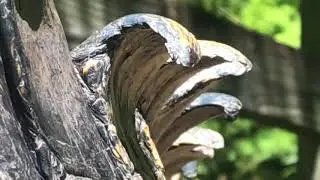 What&rsquo;s This!! Super Close Crocodile!