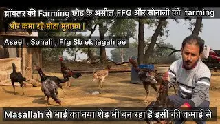 असील और देसी की Faming से कमा के बना रहे नया शेड और तरक्की | Aseel poultry farming #Aseel #desifarm