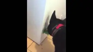 Sticky Food Enrichment Toy