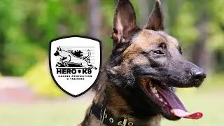 we prioritize preparing them for domestic environments #dogsofyoutube #belgianmalinois