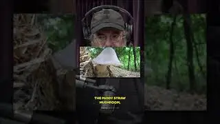 DO NOT Confuse These 2 Mushrooms says Paul Stamets 🍄💀