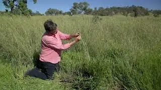 Определение красноногой бородавки (Bothriochloa biloba) с доктором Джуди Эрл