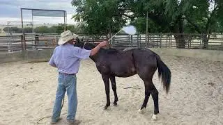 Lot 29 Condover Maverick Video 2