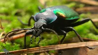 Красотел пахучий Calosoma sycophanta
