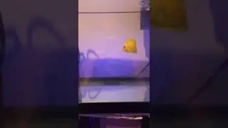 New chocolate mimic tang-feeding in qt