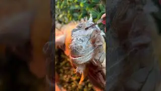 So satisfying ☺️ #foryou #youtubeshorts #animals #shorts