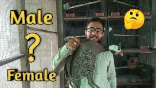 Difference between Male And Female in guinea fowl, Chakore main Nir or Madi Main Farak, PET WITH FUN