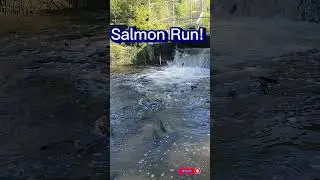 Salmon Run! #asmar #nature #fishing #shorts #fyp