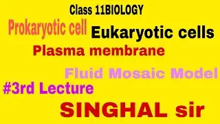 #Ribosome #Inclusion bodies,#Cell membrane