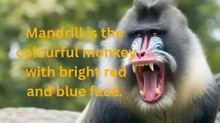 Learn about mandrill monkey #sentences#mandrill#monkey