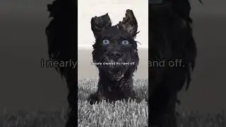 Isle of Dogs (2018) | Wes Anderson #clips #fyp