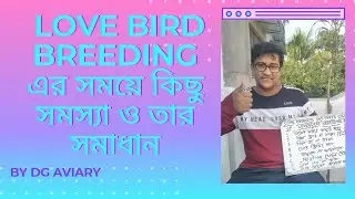 LOVE BIRD BREEDING এর সময়ে কিছু সমস্যা ও তার সমাধান।