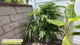 Solo Papaya - New Growth and Buds - 2025 Season