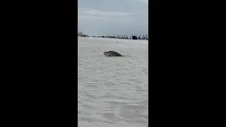VIDEO: A Turtle's Journey: Watch Kemps Ridley make daytime nest on Pensacola Beach