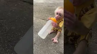 baby monkey chewing on empty bottle;😂😂