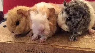 baby Lunkarya guinea pig in Canada