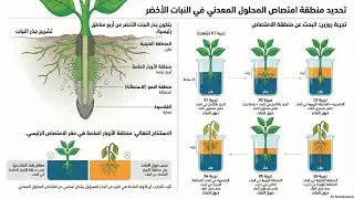 إظهار مقر امتصاص النبات للمحلول المعدني سنة أولى متوسط مادة العلوم الطبيعية 