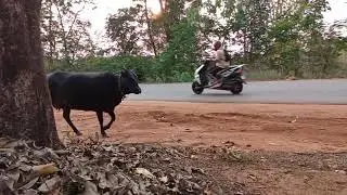 Raging Cow