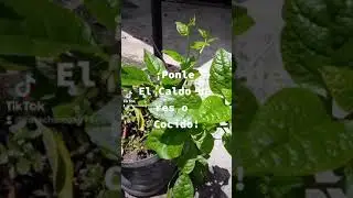 ¡¡Espinacas=Proteina!!