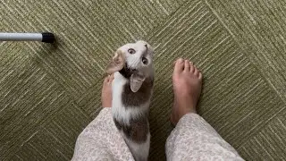 朝起きると子猫がおはよう！って話しかけてきます【元保護猫】