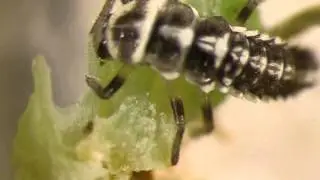 Coccinellidae larva eats adelgids