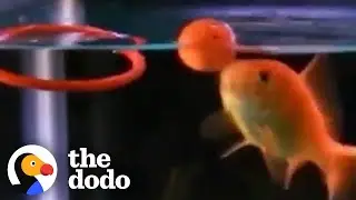 Fish Can Learn To Do Tricks | The Dodo