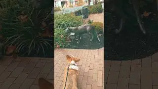 brave corgi vs cougar!!!