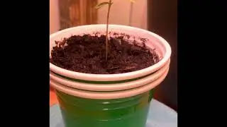 Seed to harvest day 1-14 Moon Fog, guerilla grow #1