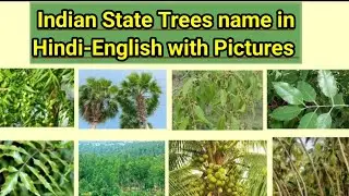 State Trees name of Southern India with Pictures| भारतीय राज्य वृक्ष&nbsp; @Rupinderkibaaten
