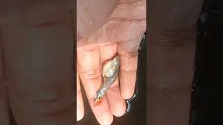 Ornamental Fish #viral #ornamentalfish #shorts