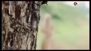 Saddam _ bungoeng dusoen