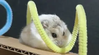 Hamster Broken Wall Maze 🧱🐹 | Cute Escape Challenge Live!