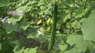 How to plant and grow luffa