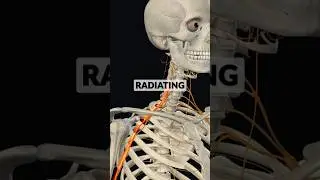 Как МГНОВЕННО облегчить боль в шее, отдающую в руку #облегчениеболившее #защемлениенерва