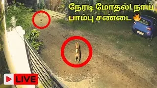🐕✨🐍 Dog Vs Snake LIVE  Nature Survival Battle  Tamil Live Stream 2025 🔴