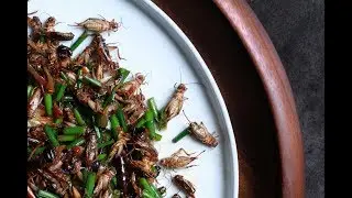 Andrew Zimmern Cooks: Wok Tossed Crickets In Black Bean Sauce