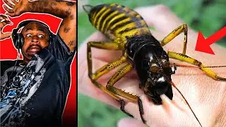 9 Animals That Are Extremely Difficult To Kill Reaction!