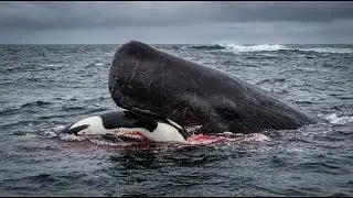 10 MOST DANGEROUS Ocean Creatures In The World || Wildlife Documentary